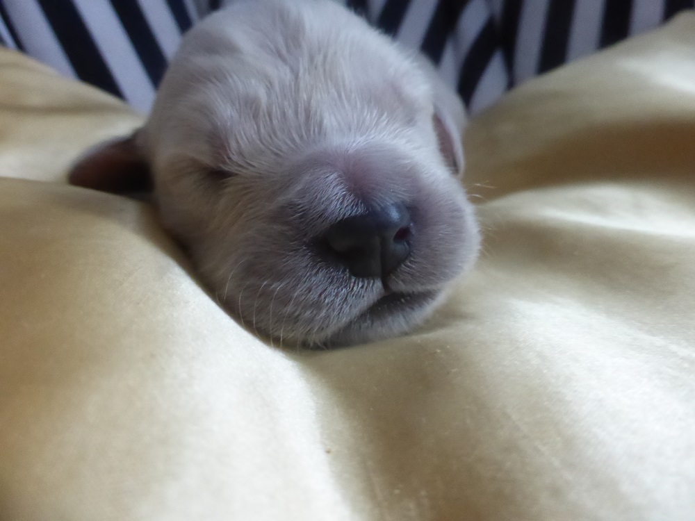 Golden-Retriever-Bremen
