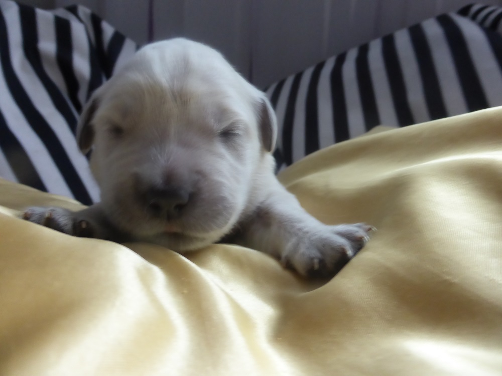 Golden-Retriever-Bremen