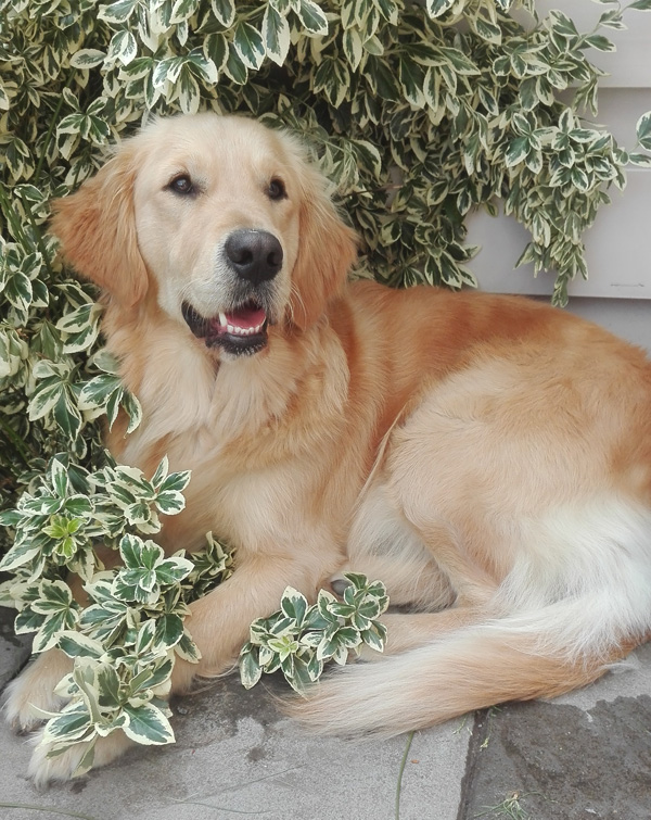 Golden-Retriever "Famous Golden Anouk of Glory" aus Bremen