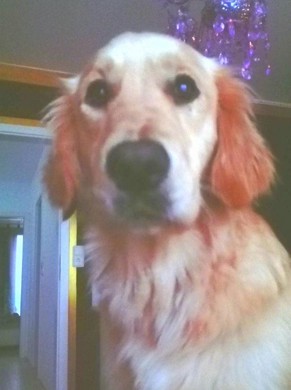 Golden-Retriever "Famous Golden Anouk of Glory" aus Bremen