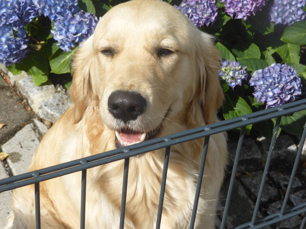 Golden-Retriever "Famous Golden Athena of Glory" aus Bremen