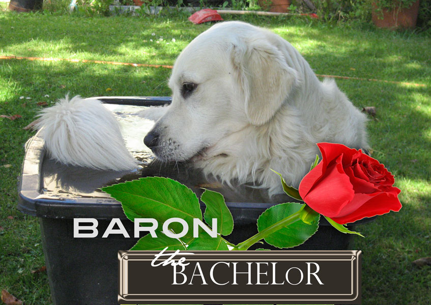 Golden-Retriever-Bremen