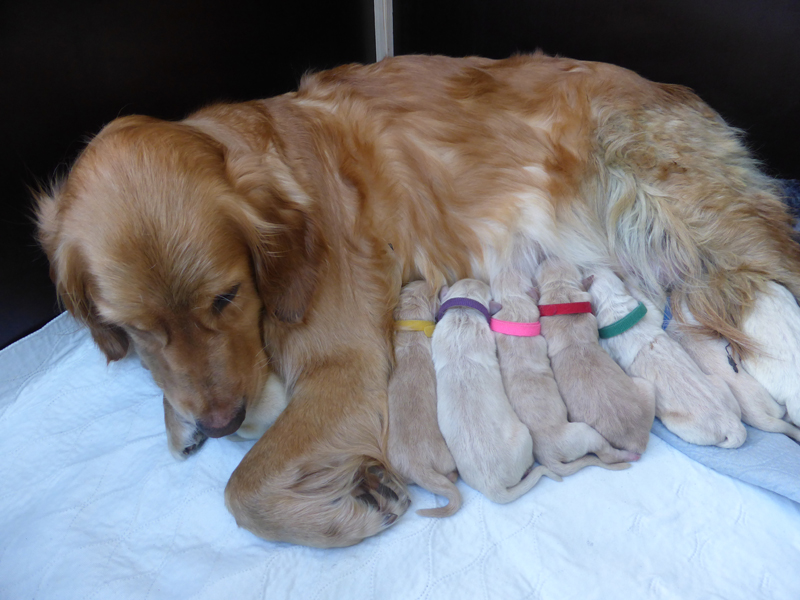 Golden-Retriever-Bremen