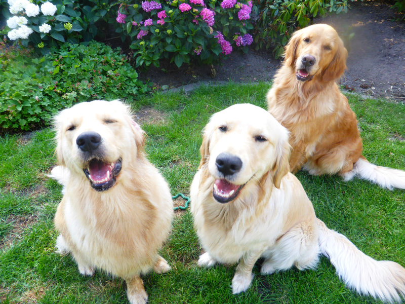 Golden-Retriever-Bremen