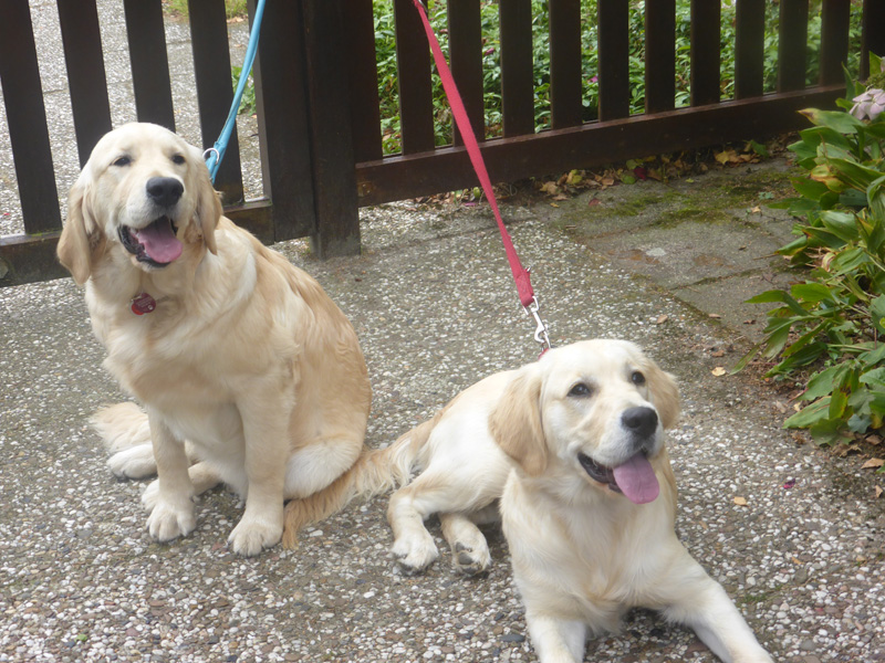 Golden-Retriever-Bremen