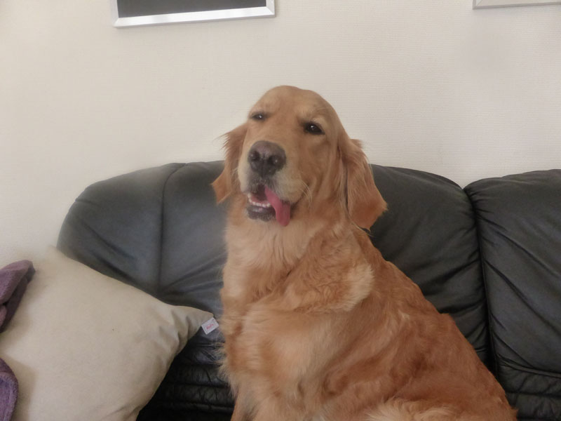 Golden-Retriever-Bremen
