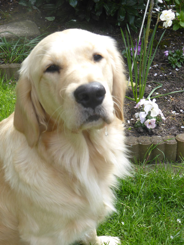 Golden-Retriever-Bremen