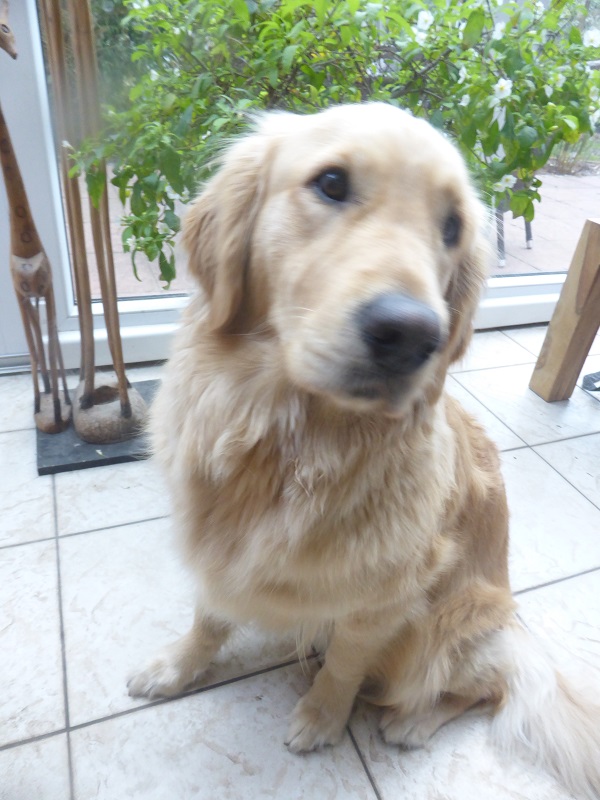 Golden-Retriever-Bremen