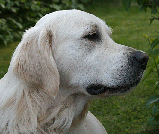 Golden-Retriever-Bremen