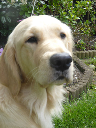 Golden-Retriever-Bremen