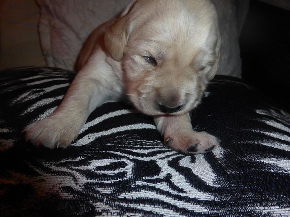 Golden-Retriever-Bremen