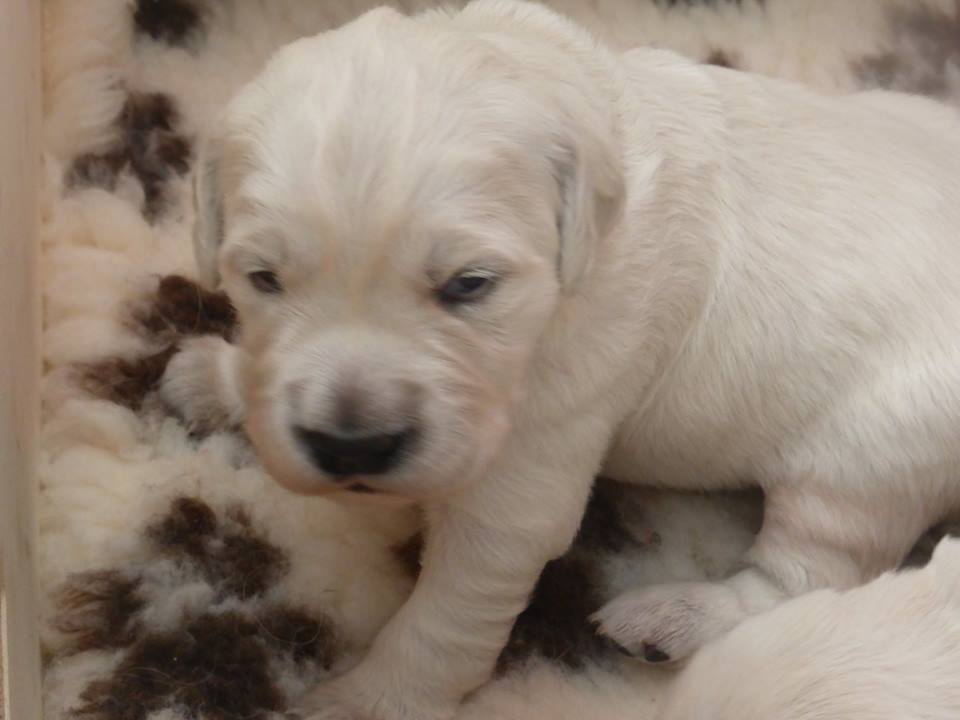 Golden-Retriever-Bremen