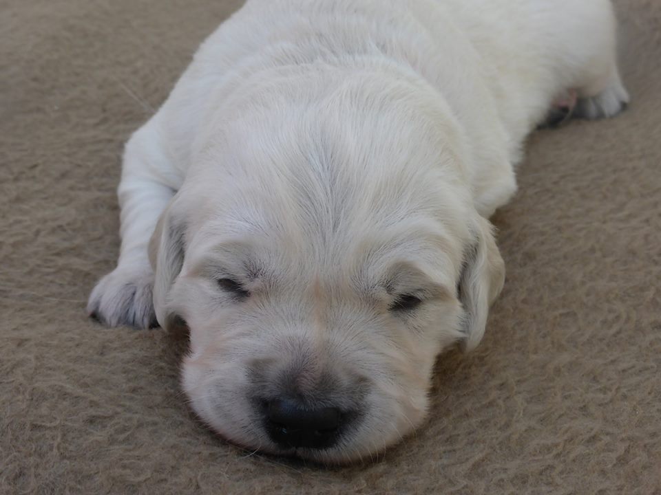 Golden-Retriever-Bremen