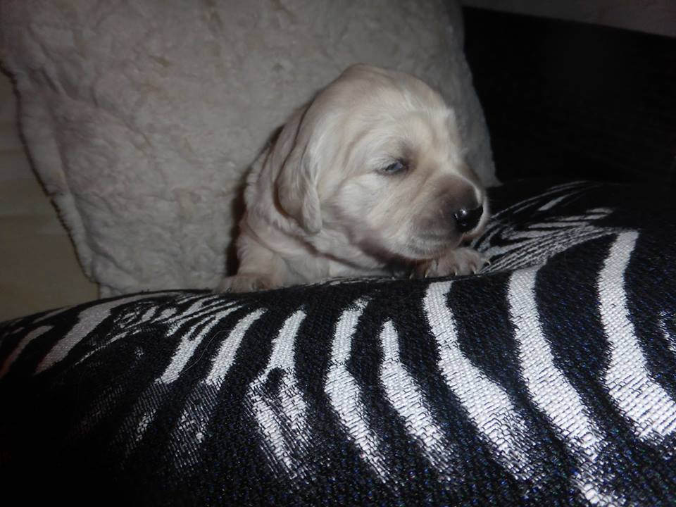 Golden-Retriever-Bremen