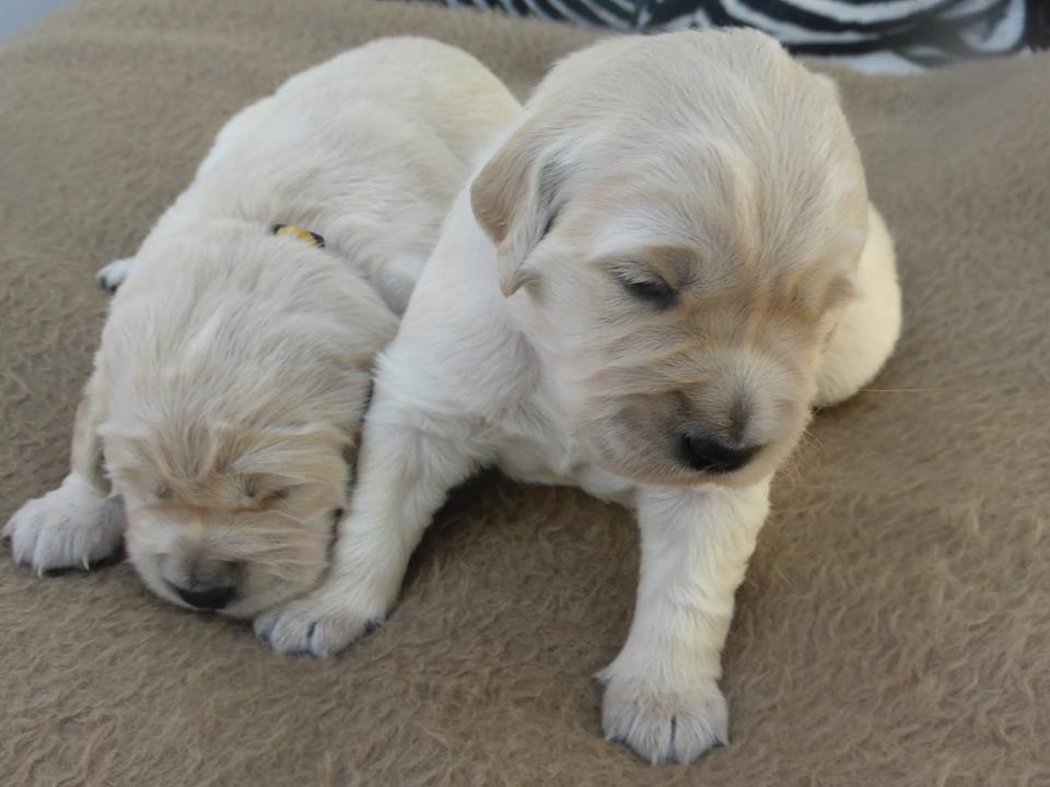 Golden-Retriever-Bremen