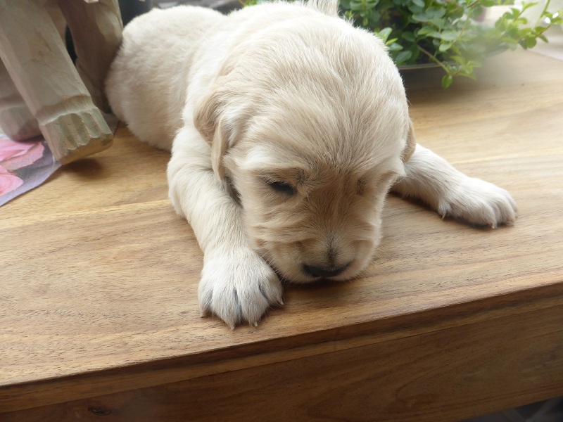 Golden-Retriever-Bremen