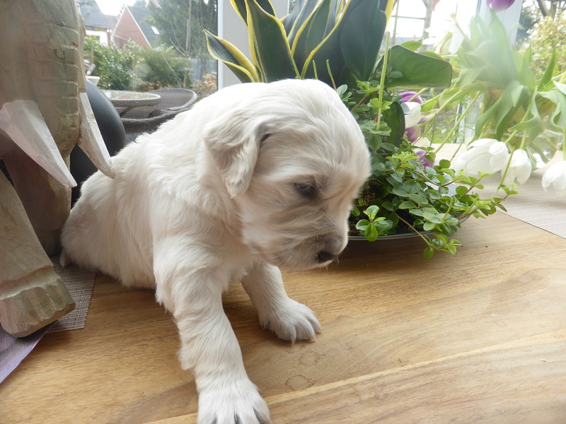 Golden-Retriever-Bremen