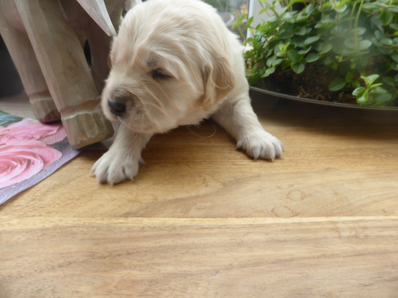 Golden-Retriever-Bremen