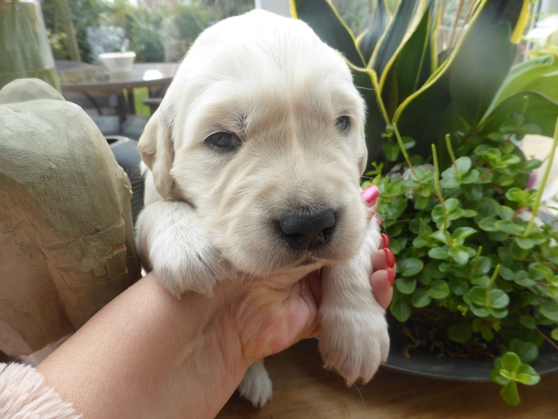 Golden-Retriever-Bremen