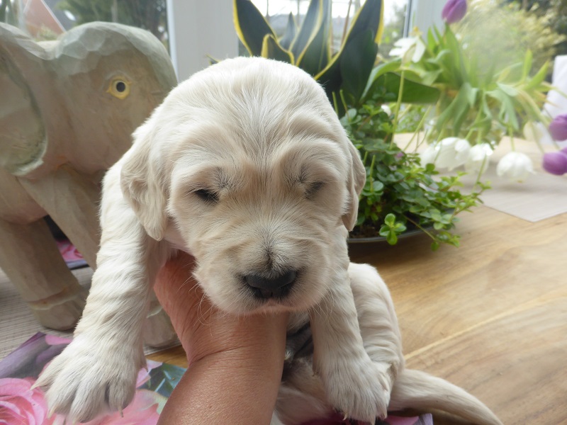 Golden-Retriever-Bremen