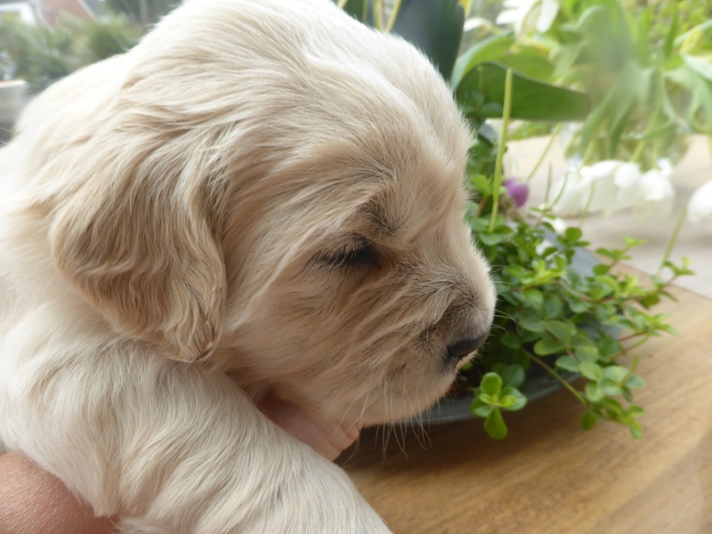 Golden-Retriever-Bremen