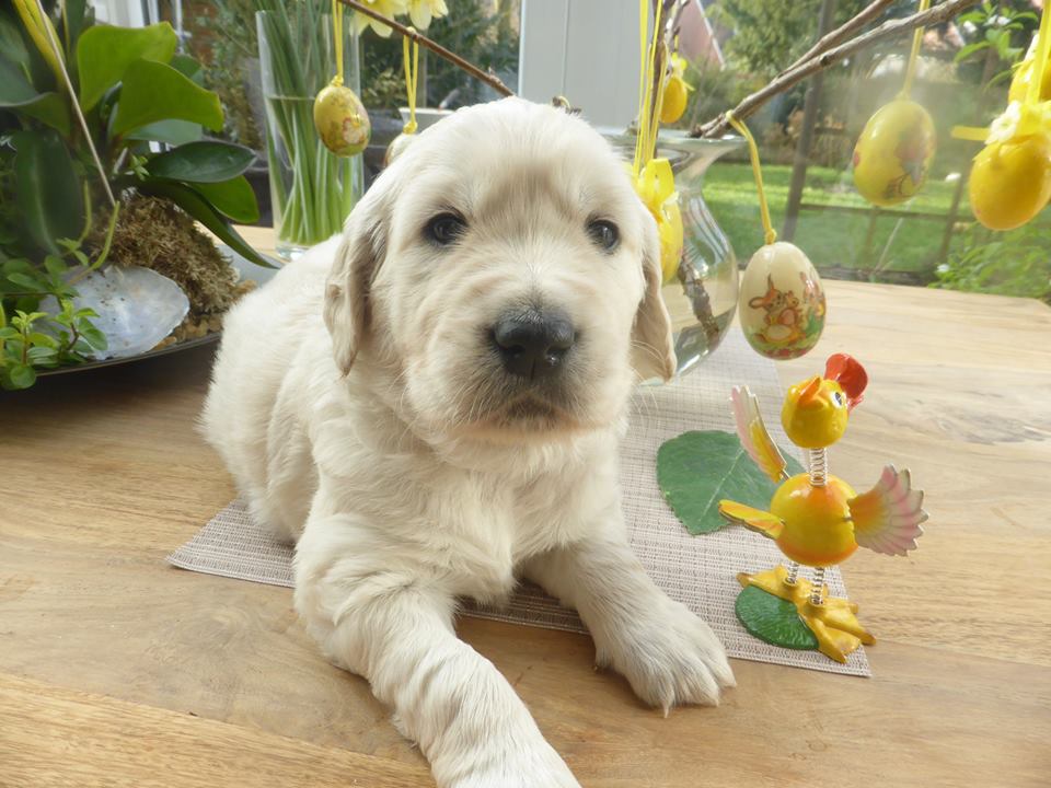 Golden-Retriever-Bremen
