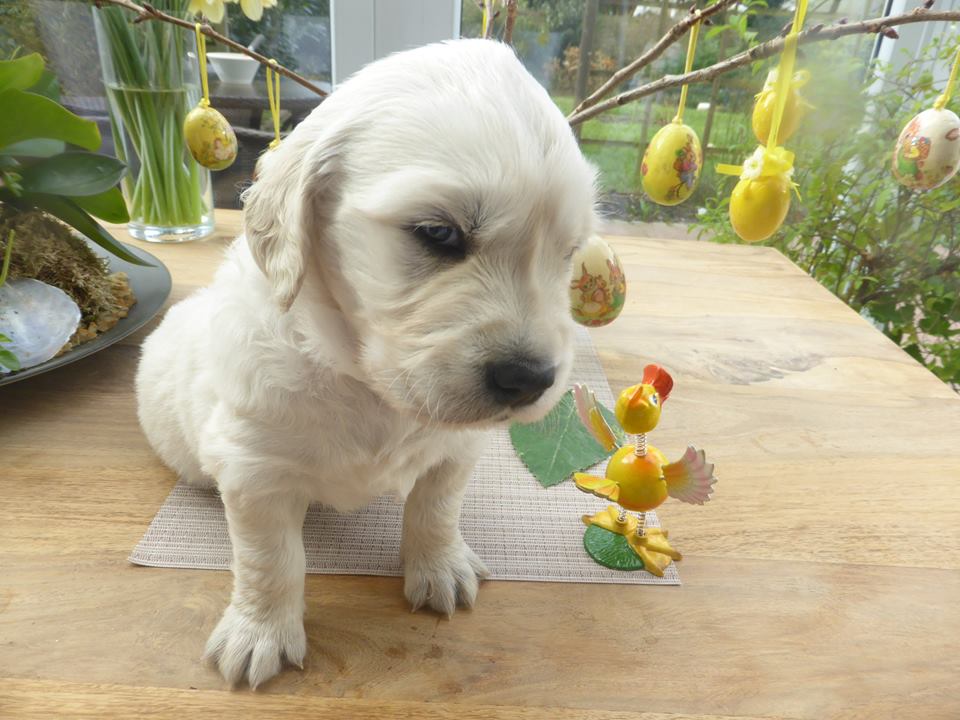 Golden-Retriever-Bremen
