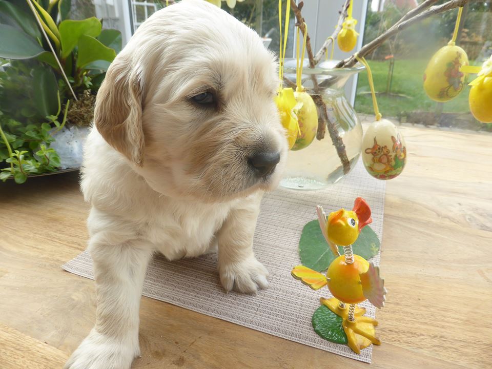 Golden-Retriever-Bremen