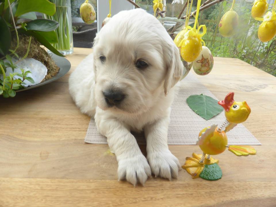 Golden-Retriever-Bremen