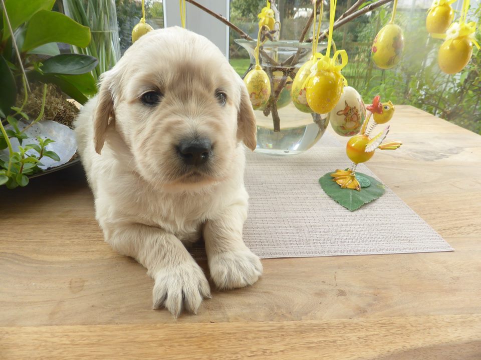 Golden-Retriever-Bremen