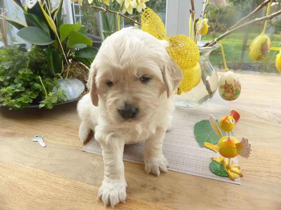 Golden-Retriever-Bremen
