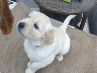 Golden-Retriever-Bremen