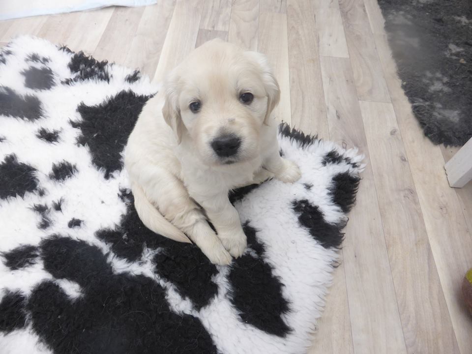 Golden-Retriever-Bremen