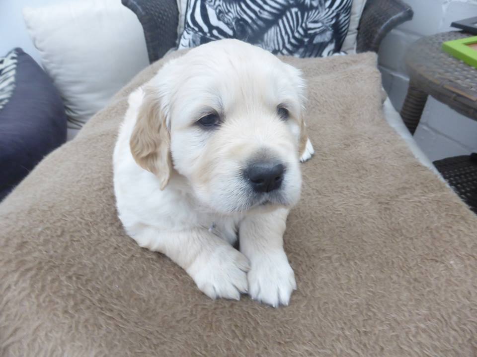 Golden-Retriever-Bremen