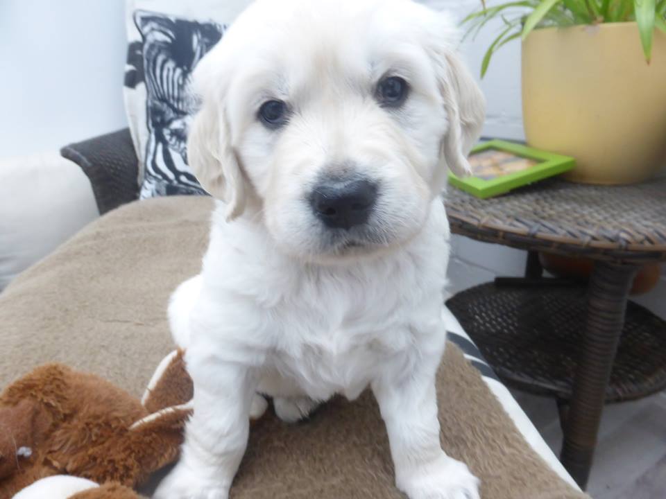 Golden-Retriever-Bremen