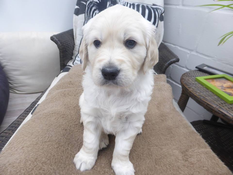 Golden-Retriever-Bremen