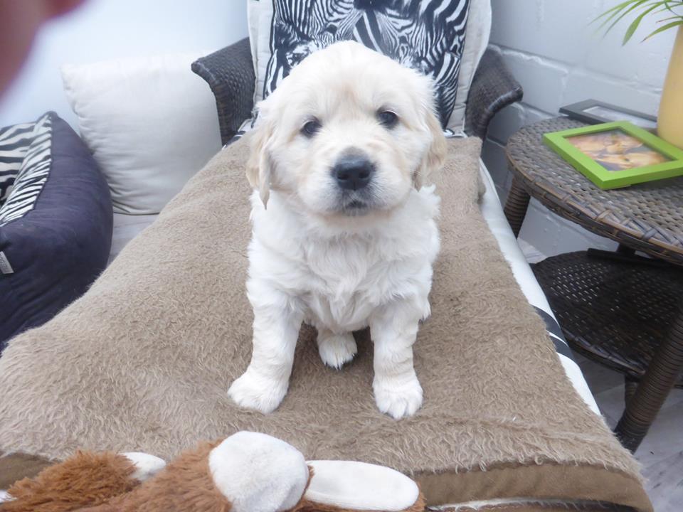 Golden-Retriever-Bremen