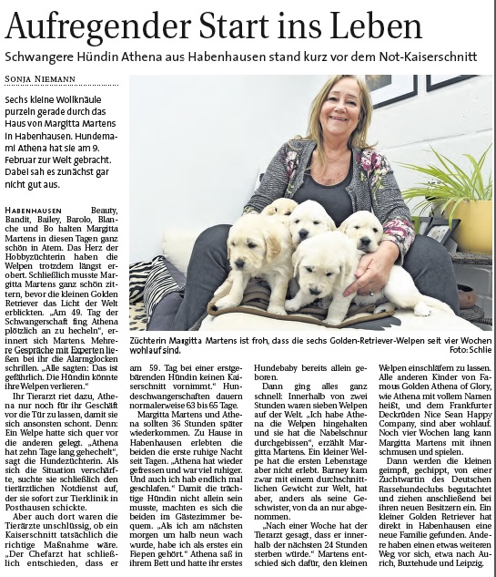 Golden-Retriever-Bremen