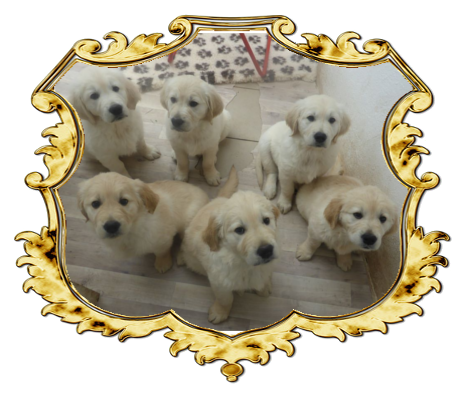 Golden-Retriever-Bremen