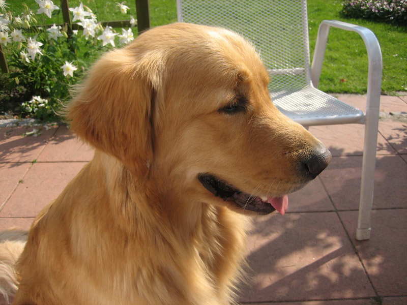 Golden-Retriever-Bremen