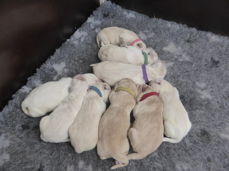 Golden-Retriever-Bremen