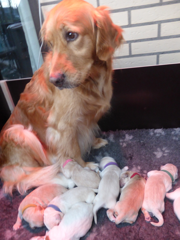 Golden-Retriever-Bremen
