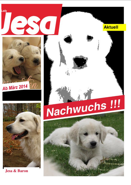 Golden-Retriever-Bremen