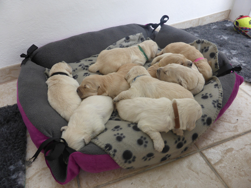 Golden-Retriever-Bremen