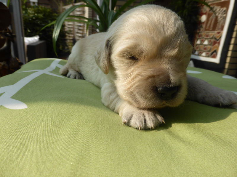 Golden-Retriever-Bremen