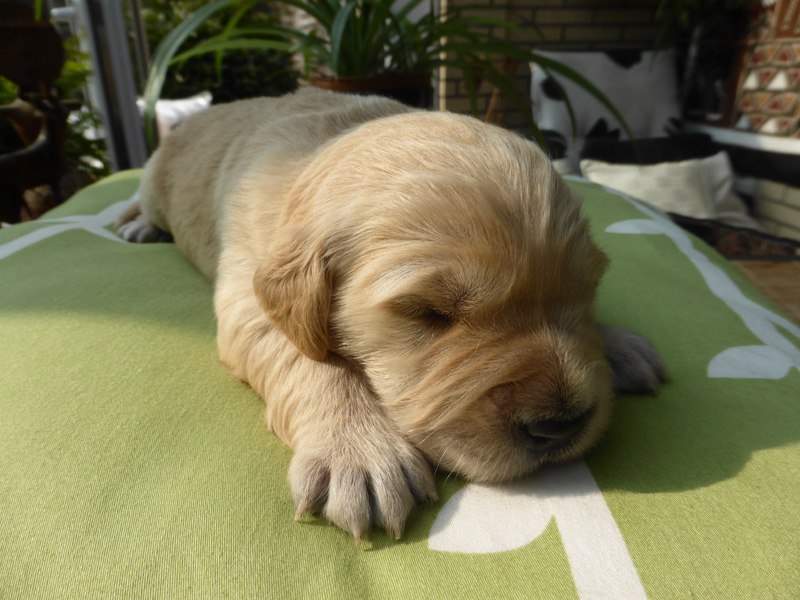 Golden-Retriever-Bremen