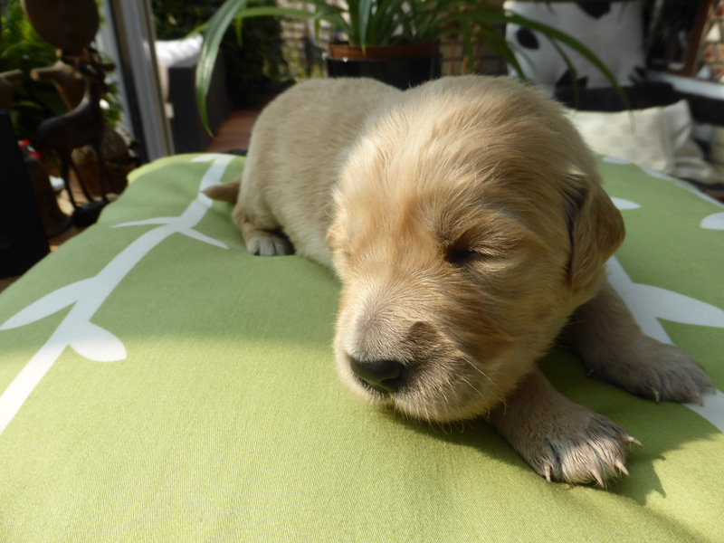 Golden-Retriever-Bremen