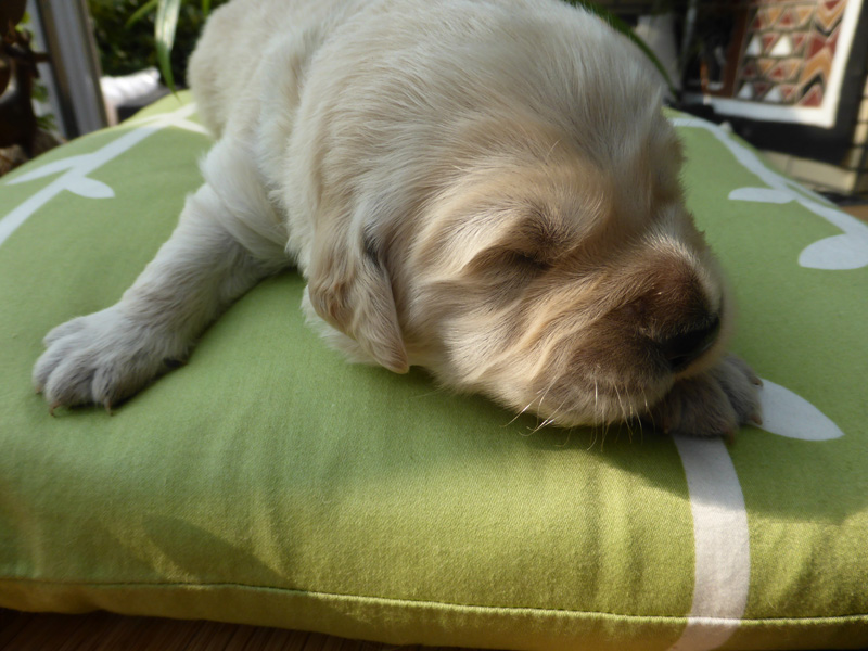 Golden-Retriever-Bremen