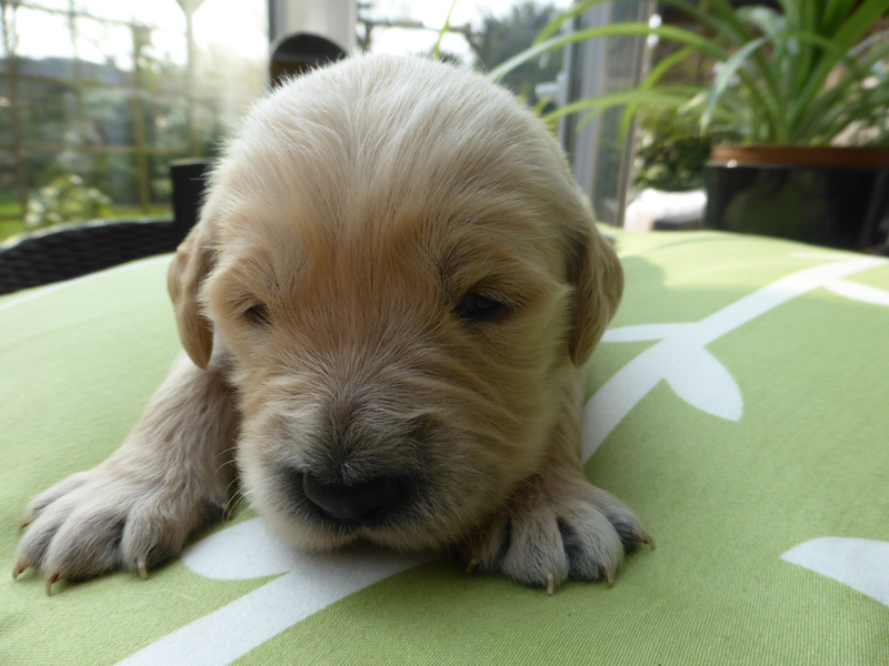 Golden-Retriever-Bremen