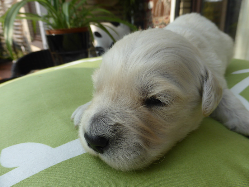 Golden-Retriever-Bremen